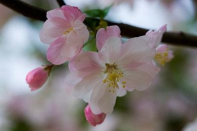 谜之新游“异能X学园RPG”揭晓 日本一新作《Xicatrice》